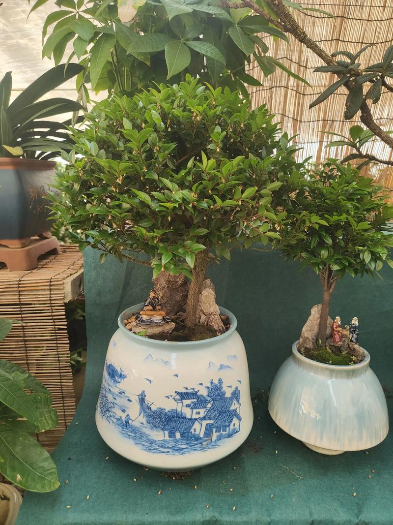 绿植盆栽批发行业的蓬勃发展